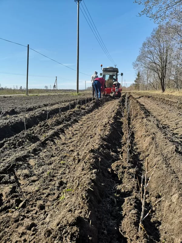 Salacgrīva, 0,5 ha, 2 stundas